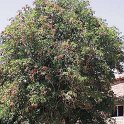 Sambucus nigra